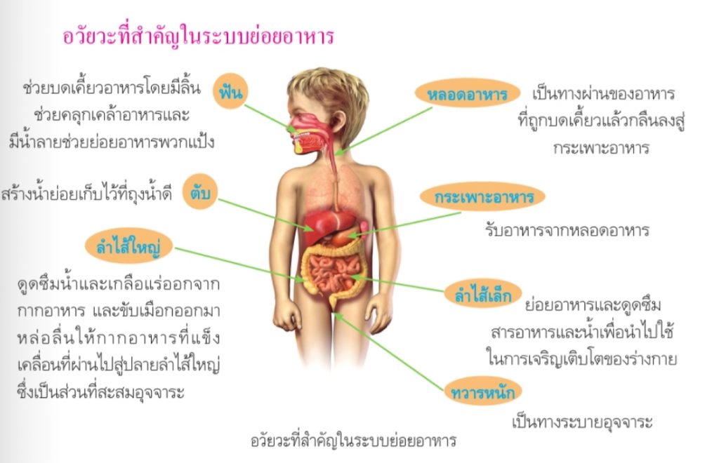 อวัยวะสำคัญในระบบย่อยอาหาร