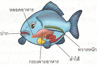 ระบบอาหาร 1 page2 clip image002