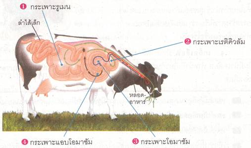 ระบบอาหาร 4 page2 clip image002 0000