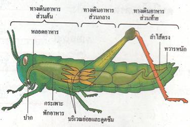 ระบบอาหาร 2 page2 clip image004