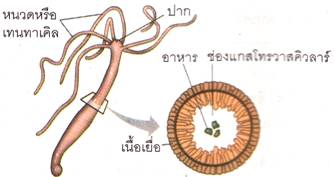 ระบบอาหาร 3 ภาพที่ 3 ระบบทางเดินอาหารของไฮดรา
ที่มา: หนังสือเรียน รายวิชาพื้นฐานวิทยาศาสตร์ ม.2 หน้า 16