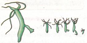 ระบบสืบพันธุ์ 1 page6 clip image002