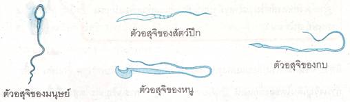ระบบสืบพันธุ์ 3 page6 clip image002 0001